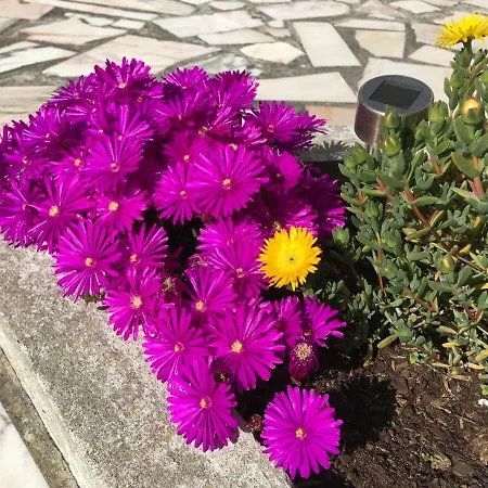 לינה וארוחת בוקר Homebase